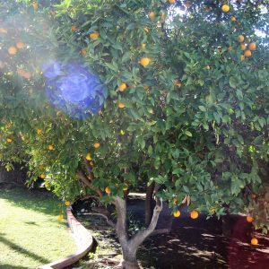 Alternative Senior Care - Hollydale - orange tree.JPG