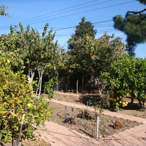 Concordia Guest Home I - 5 - fruit trees.JPG