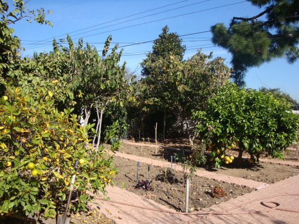 Concordia Guest Home I - 5 - fruit trees.JPG