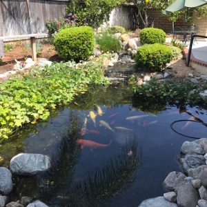 Freedom Springs Manor - 6 - koi pond.JPG