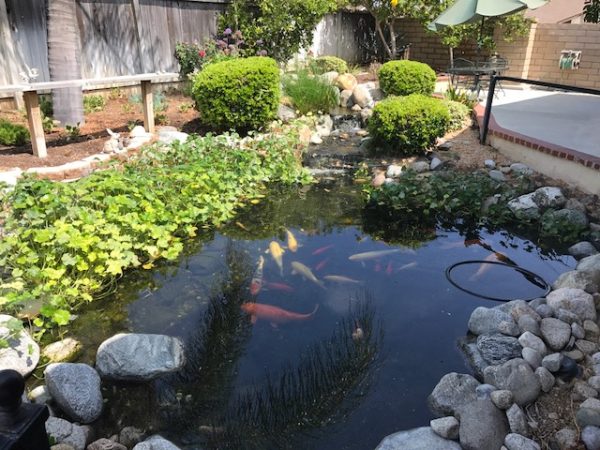 Freedom Springs Manor - 6 - koi pond.JPG