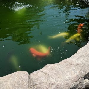 Good Hands Loving Care - Yorba Linda - koi pond.jpg