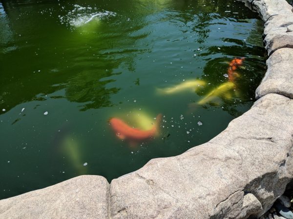 Good Hands Loving Care - Yorba Linda - koi pond.jpg