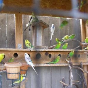 Sunshine Retirement Home - birds.JPG