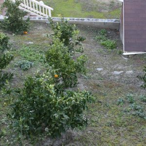 Tessie's Place II - orange trees.JPG