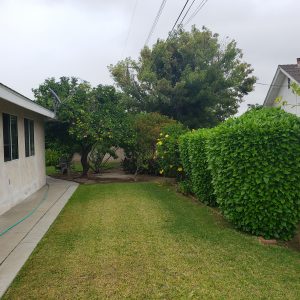 Care Charlize side yard.jpg