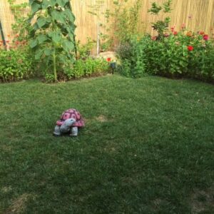 a-and-b-at-home-health-home-care-facility-rcfe-yard.jpg