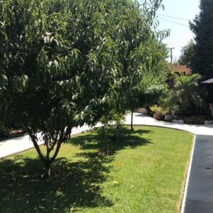 basia-residential-care-llc-yard-2.jpg