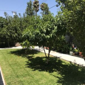 basia-residential-care-llc-yard.jpg