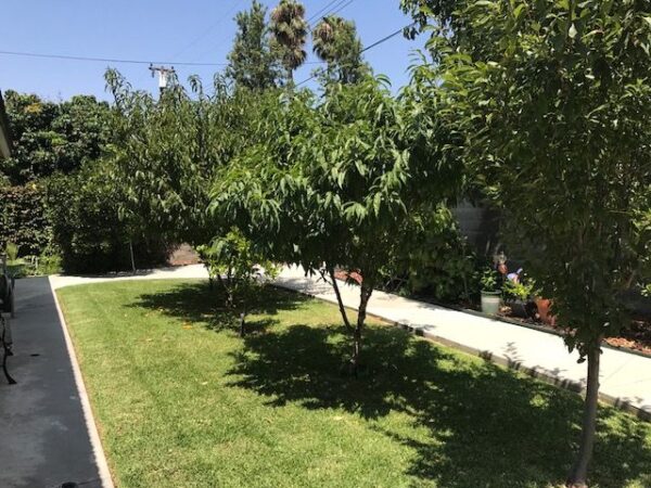basia-residential-care-llc-yard.jpg