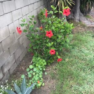 caringbridge-inc-flower-bed.jpeg