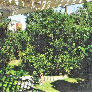 coast-new-horizon-6-backyard.jpg