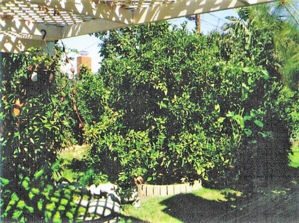coast-new-horizon-6-backyard.jpg