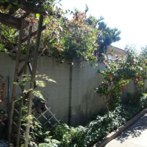concordia-guest-home-iii-side-yard.jpg