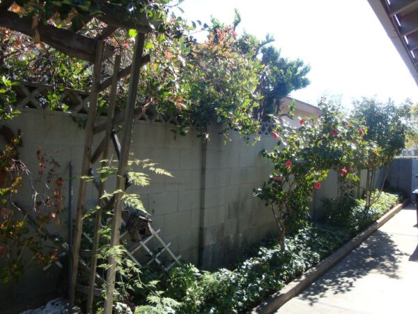 concordia-guest-home-iii-side-yard.jpg