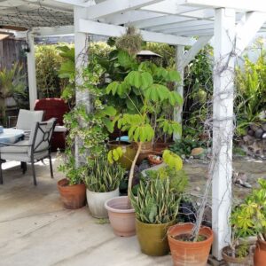 evergreen-adult-home-care-at-tustin-6-patio.jpg