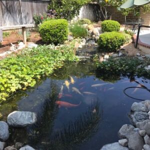 freedom-springs-manor-6-koi-pond.jpg
