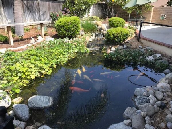 freedom-springs-manor-6-koi-pond.jpg