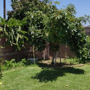 georgetown-loving-home-6-garden.jpg