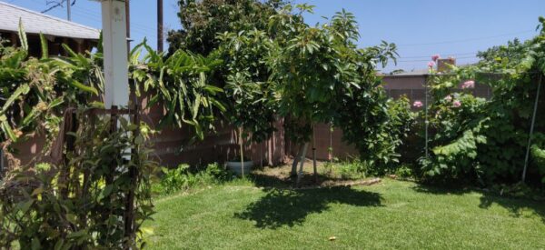 georgetown-loving-home-6-garden.jpg