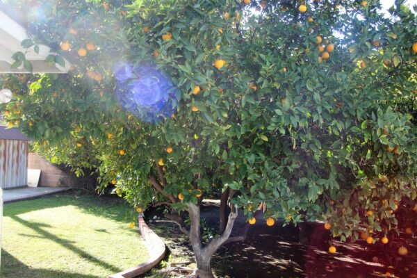 jc-cottages-hollydale-orange-tree.jpg