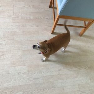lake-forest-country-homes-iii-puppy.jpg
