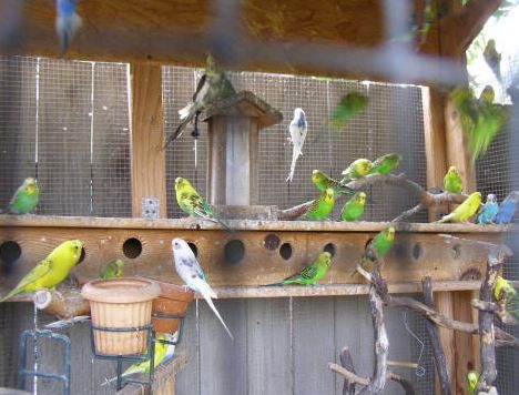 sunshine-retirement-home-birds.jpg