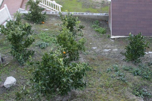 tessies-place-ii-orange-trees.jpg
